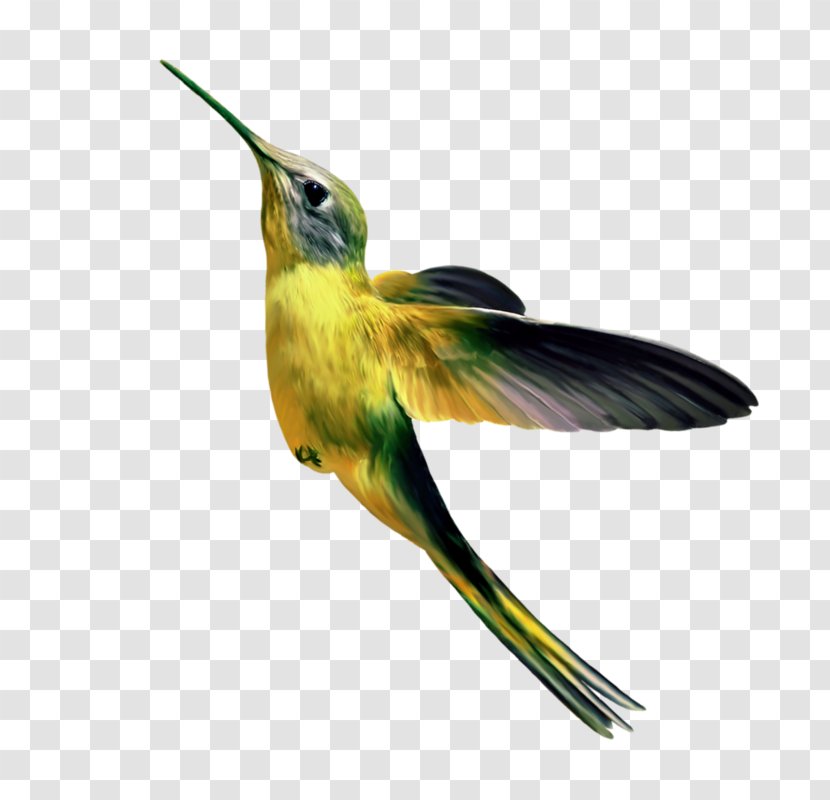 Hummingbird Gongbi Parrot 飛翔的小鳥 - Wing - Bird Transparent PNG