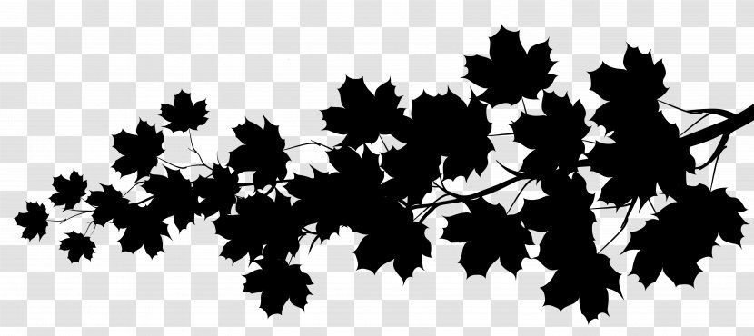 Maple Leaf Image Stretching Desktop Wallpaper - Flower - Pine Family Transparent PNG