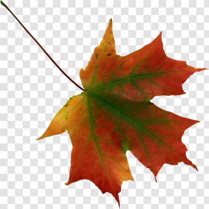 Autumn Leaf Color Maple Clip Art - Leaves Transparent PNG