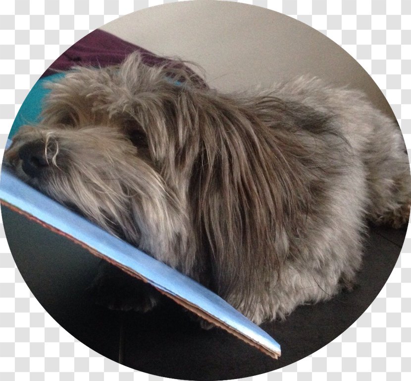 Glen Cairn Terrier Tibetan Bearded Collie Dog Breed - La Vie Est Belle Transparent PNG