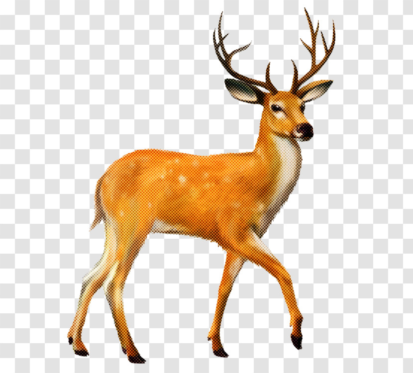 Reindeer Transparent PNG