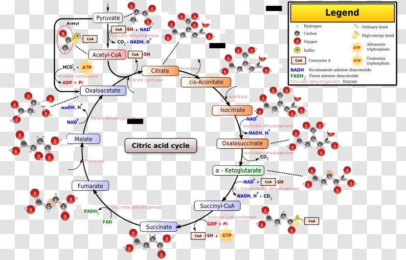 Citric Acid Cycle Tricarboxylic Acetyl-CoA Cellular Respiration Transparent PNG