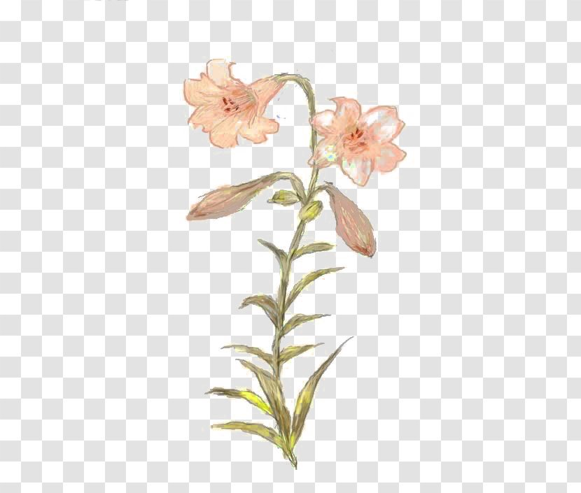 Lilium - Plant - Free Hand-painted Pink Lily Buckle Material Transparent PNG