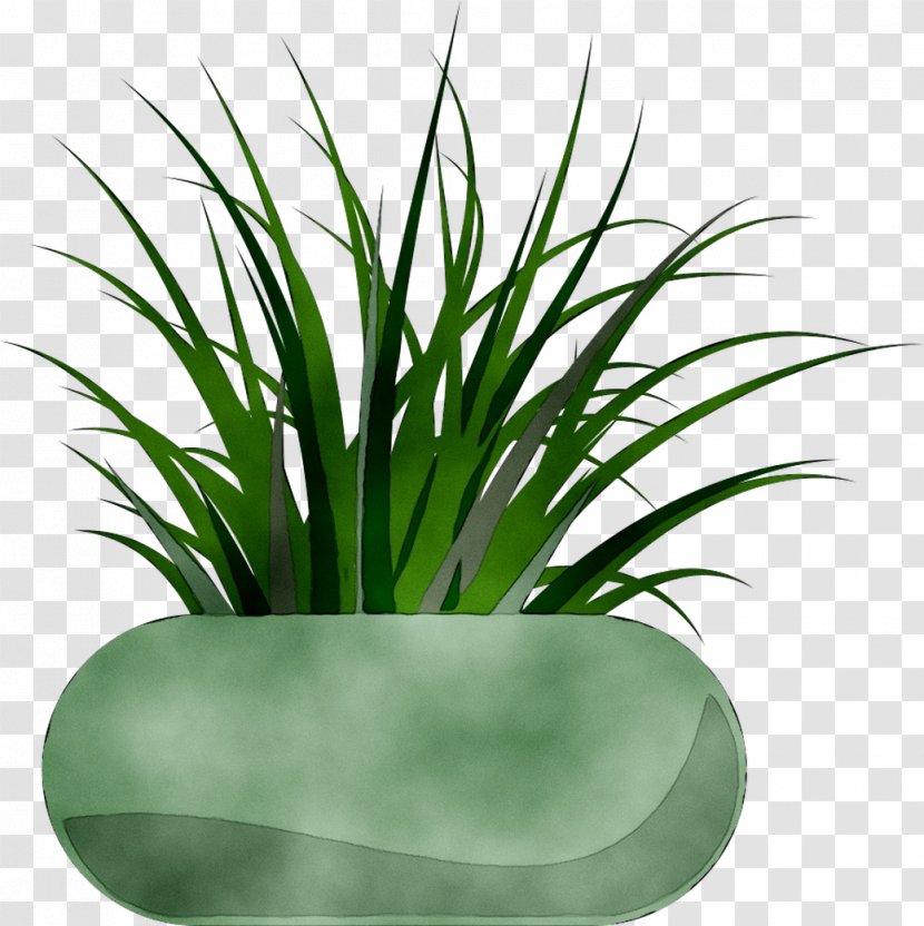 Plant Stem Flower Leaf Grasses Plants - Flowerpot Transparent PNG