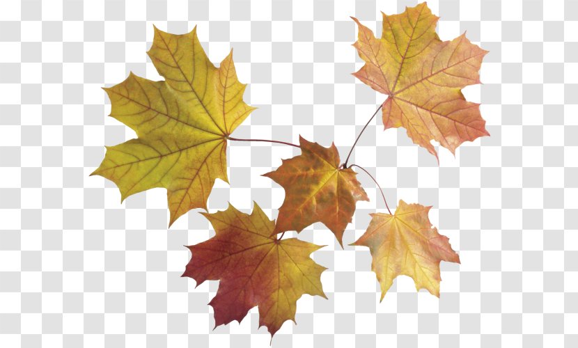 Maple Leaf Autumn Color Transparent PNG