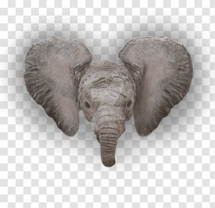 African Elephant Indian Terrestrial Animal - Fauna - Head Transparent PNG