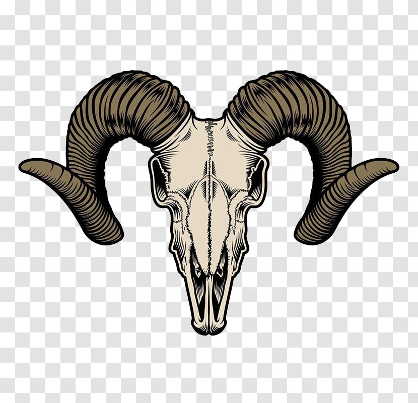 Goat Vector Graphics Illustration Skull Image - Istock - Sheep Head Transparent PNG