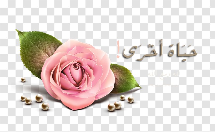 Rose Clip Art - Google Play - Ya Allah Transparent PNG