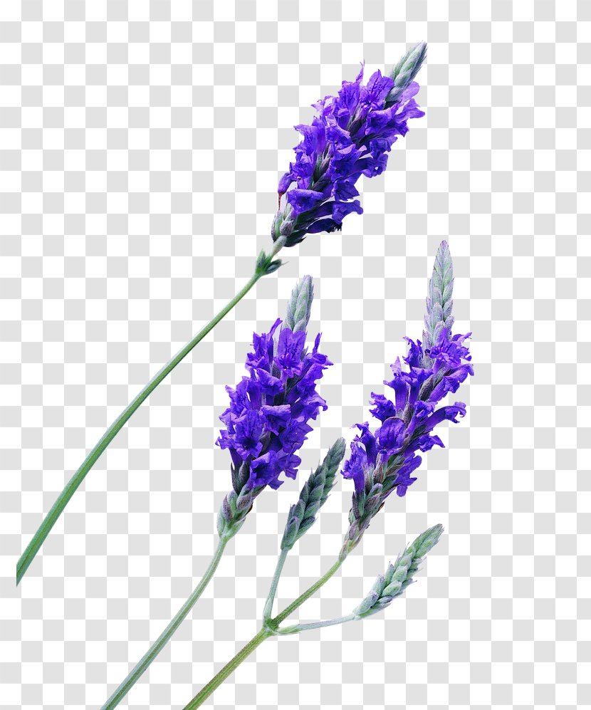 English Lavender Oil Essential - Plant Stem - French Transparent PNG
