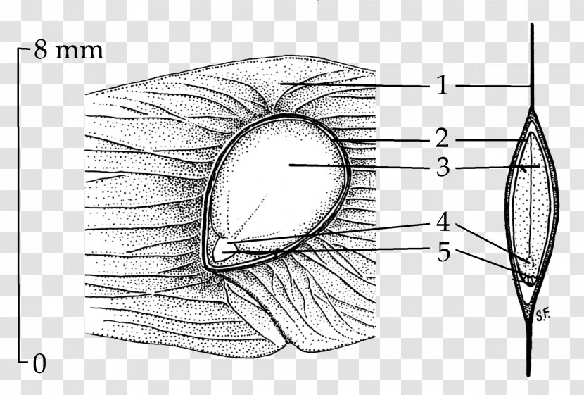 Tree Of Heaven Plant Morphology Seed Radicle - Seeds Transparent PNG