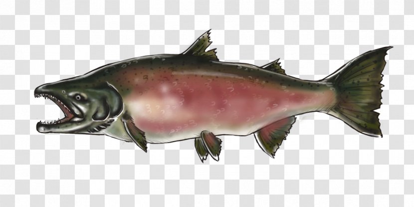 Coho Salmon Chinook Pacific Northwest Oily Fish - Seafood Transparent PNG