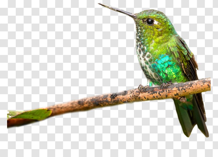 Twig Background - Beak - Piciformes Transparent PNG