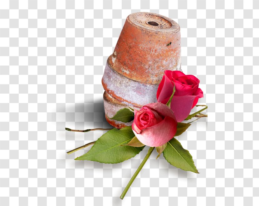 Flowerpot Garden Roses - Rose - Flower Transparent PNG