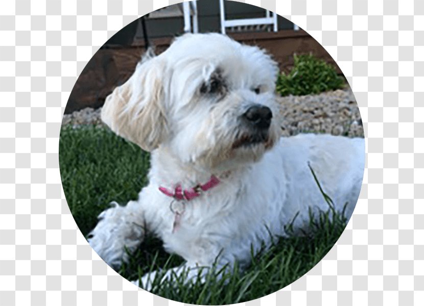 Cockapoo Schnoodle Goldendoodle Tibetan Terrier Maltese Dog - Like Mammal - Puppy Transparent PNG