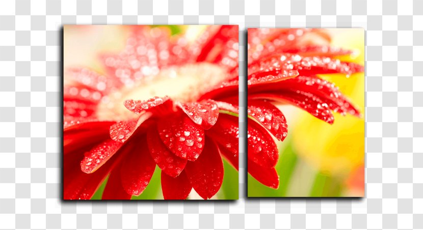 Desktop Wallpaper High-definition Television Display Resolution 华硕 - Flower Transparent PNG