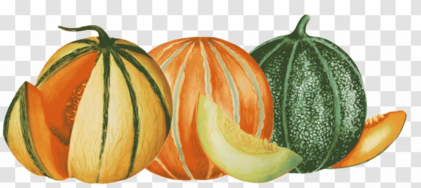 Cantaloupe Honeydew Pumpkin Gourd Winter Squash - Cucurbita Transparent PNG