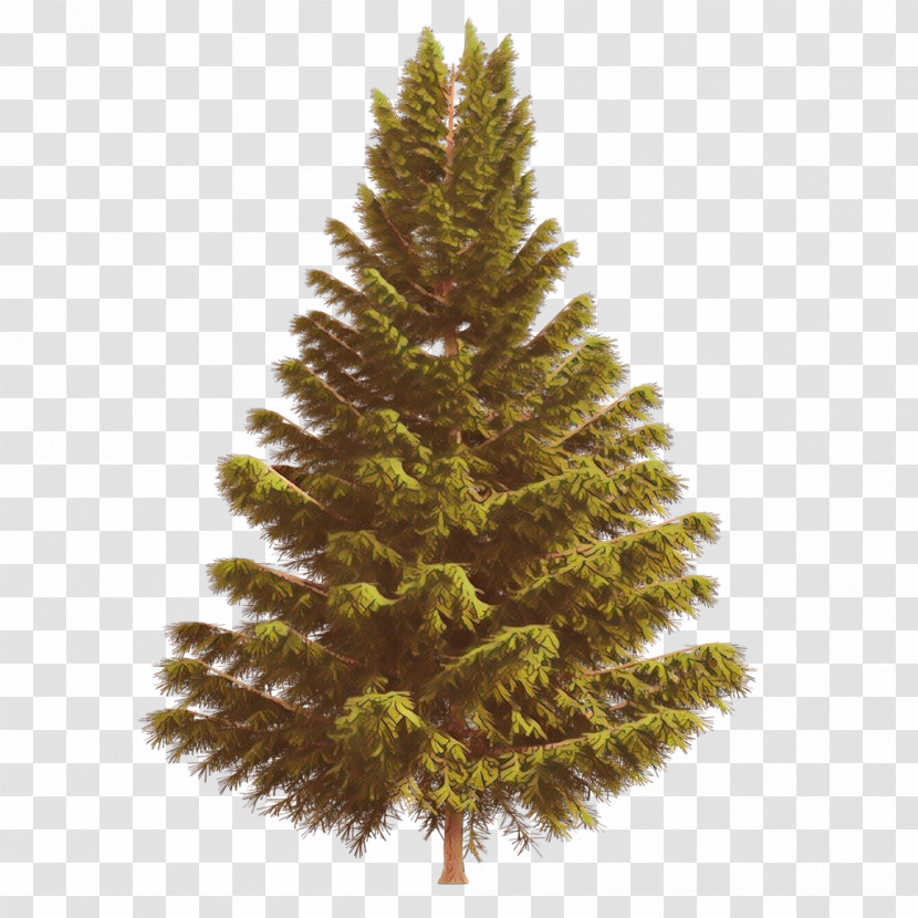 Shortleaf Black Spruce Columbian Spruce Balsam Fir Sugar Pine Tree Transparent PNG