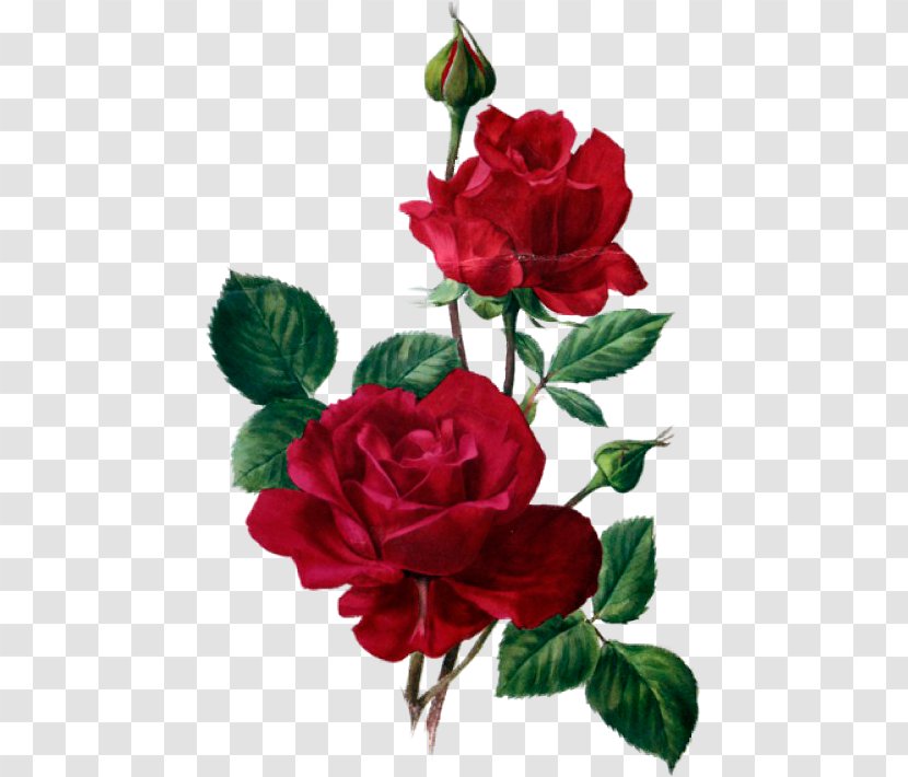 Decoupage Paper Gift Rose Flower - Cut Flowers - Poemas Cortos De Rosas Azules Transparent PNG