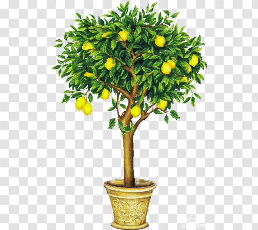 Lemon Drawing Fruit Tree Clip Art - Topiary Transparent PNG
