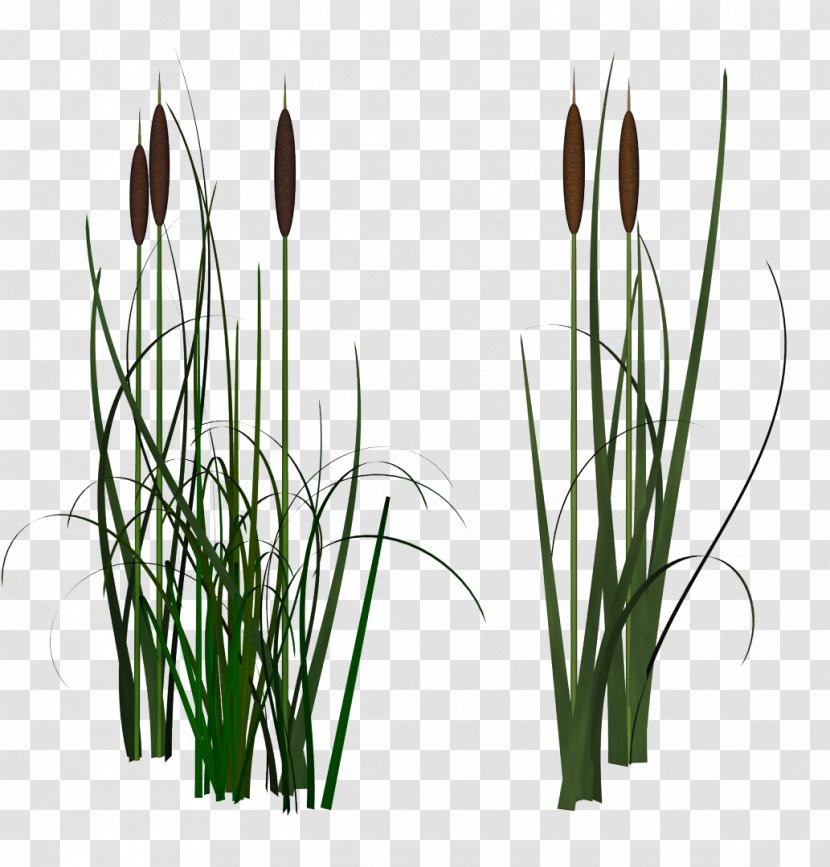 Hello Ukrainian Education School Learning - Grass Family - TYPHA Transparent PNG