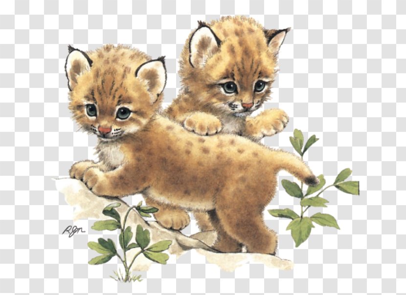 Whiskers Cheetah Wildcat Lion - Animal Transparent PNG