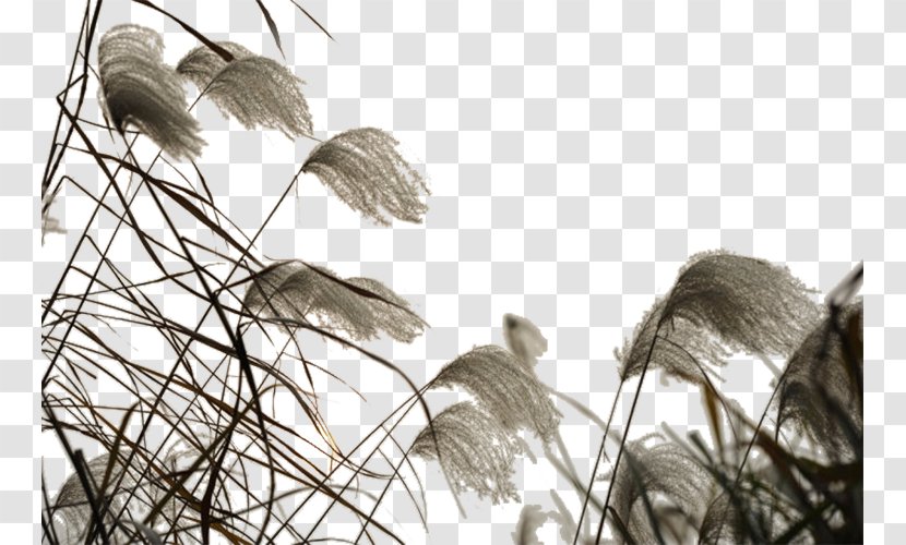 Download - Plant - The Wind Flies Of Reed Marshes Transparent PNG