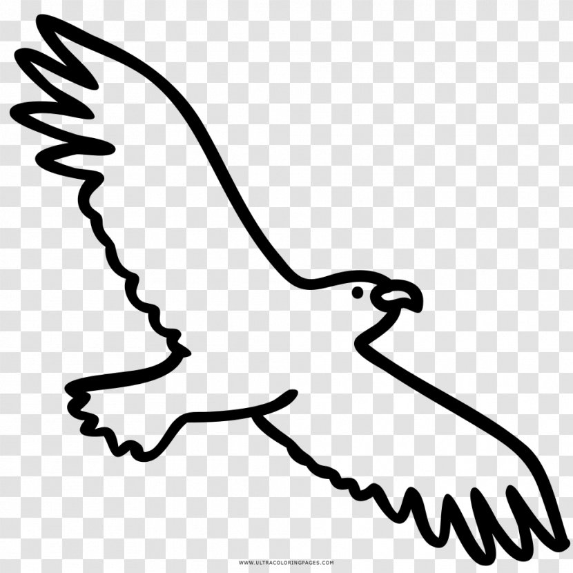 Drawing Coloring Book Eagle Beak Black And White Transparent PNG