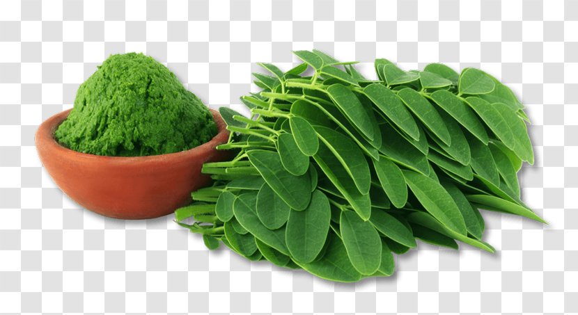 Green Tea Drumstick Tree Superfood Bag - Extract - Moringa Powder Transparent PNG