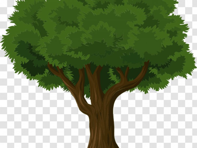 Ives Concert Park Tree Arborist Stump Grinder Pruning - Leaf Transparent PNG