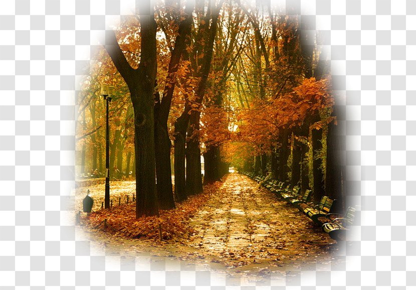 Autumn Song Summer Winter September - Tree Transparent PNG