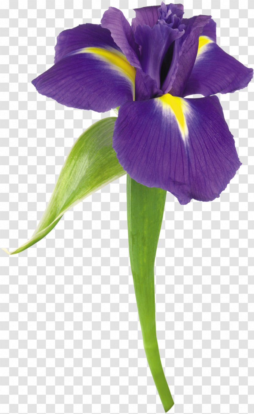 Flower Stock Photography Iris Color Clip Art - White - Violet Transparent PNG