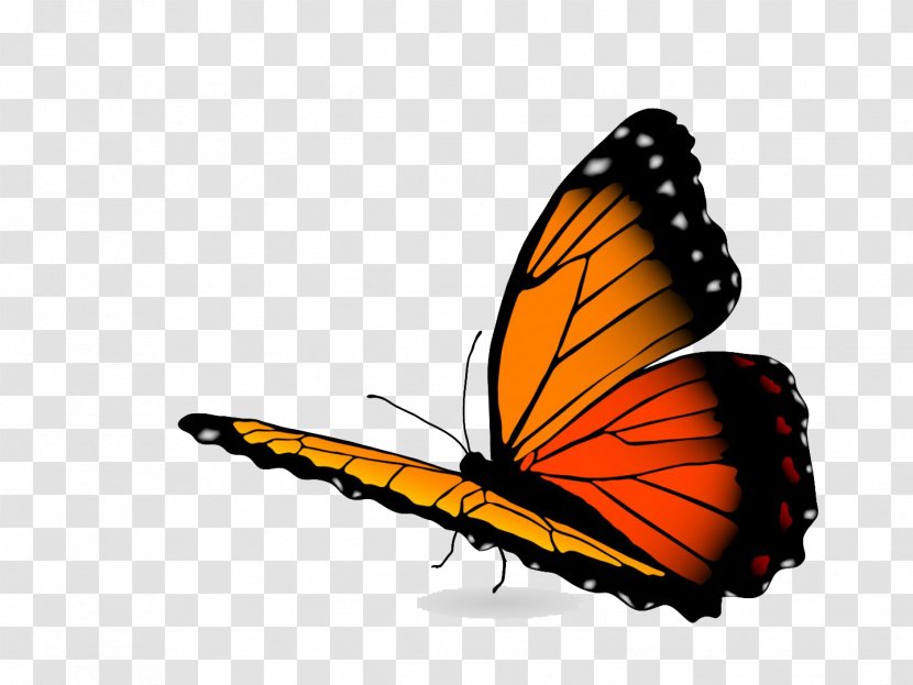 Vector Graphics Stock Photography Illustration Royalty-free Image - Royaltyfree - Orange Butterflies Oklahoma Transparent PNG