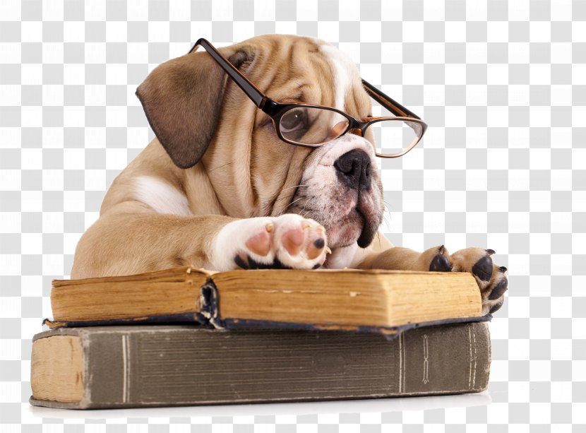 French Bulldog The Battle Of Books Reading - Book Discussion Club - Dog Transparent PNG