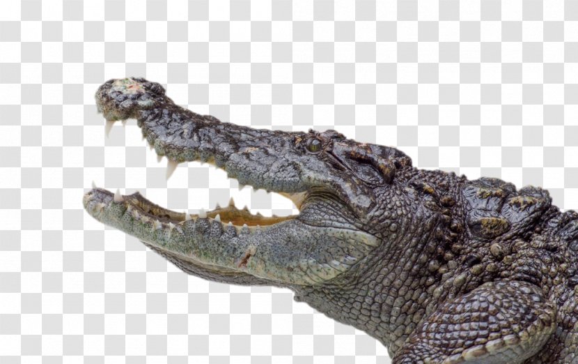 Nile Crocodile Alligator Saltwater - Crocodiles Model Transparent PNG