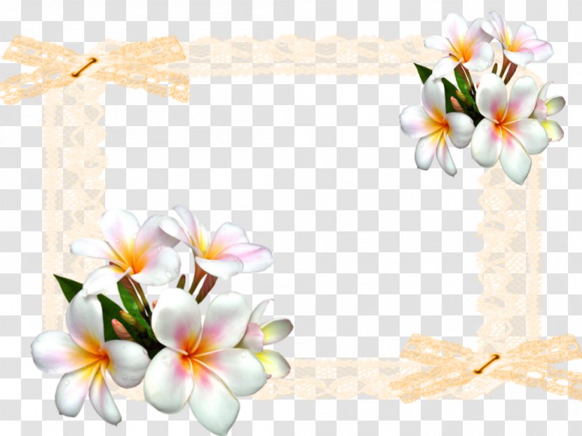 Flower Floral Design White Clip Art - Plant Transparent PNG