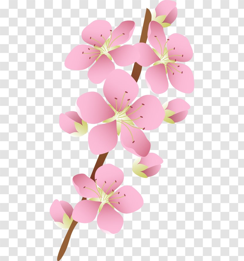 Flower Image JPEG Blossom - Plants - Boof Illustration Transparent PNG