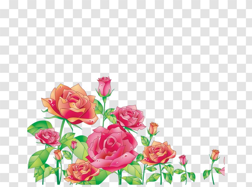 Centifolia Roses Photography - Petal - Red Floral Elements Transparent PNG