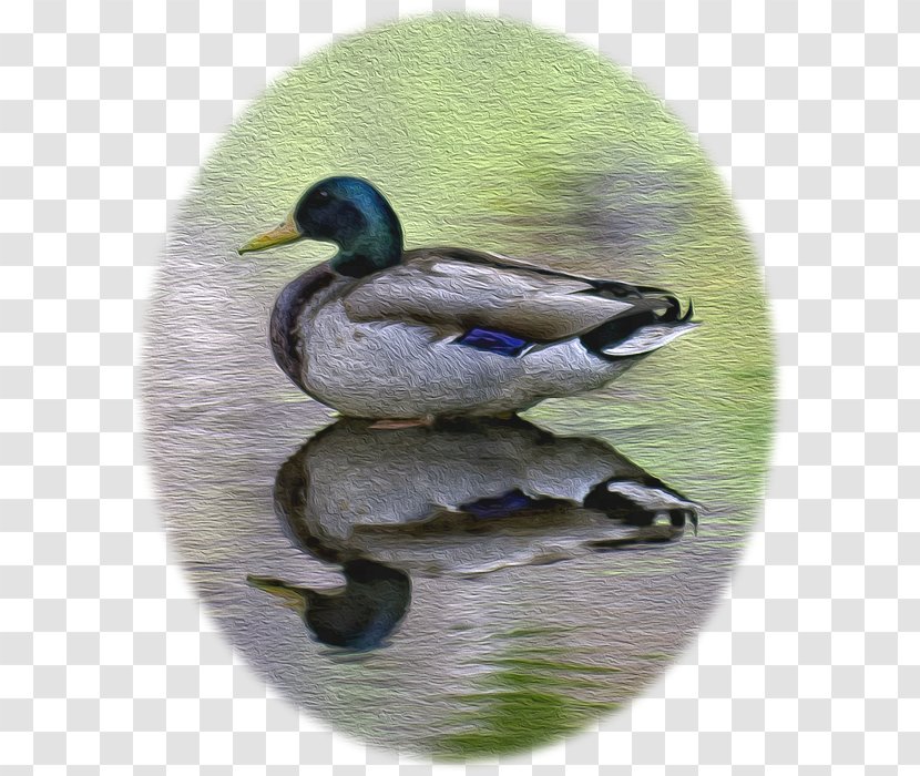 Mallard Duck Teal Fauna Beak Transparent PNG