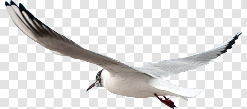 Gulls Bird Clip Art Transparent PNG