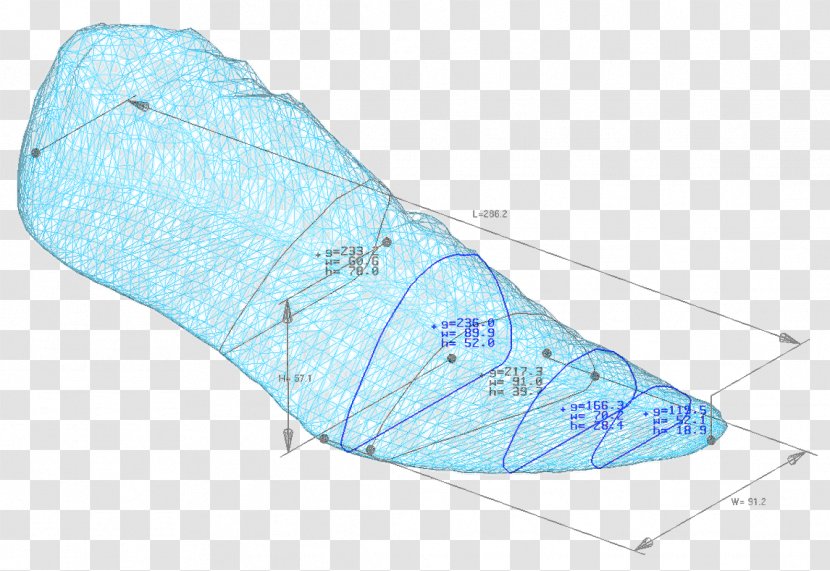 Marine Mammal Line - Walking Shoe - Outdoor Transparent PNG