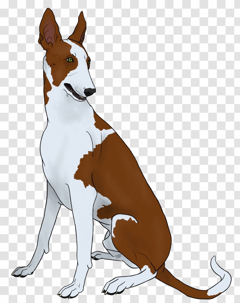 Dog Breed Basenji Ibizan Hound Macropodidae Leash - Tail Transparent PNG