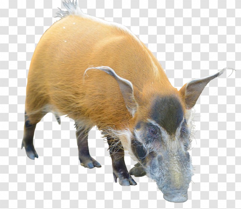 Wild Boar Barbary Sheep Red River Hog Even-toed Ungulate - Snout - Hogs Transparent PNG