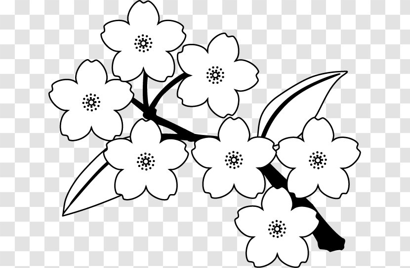 Borders Clip Art Floral Design Illustration Cherry Blossom - Coloring Book Transparent PNG