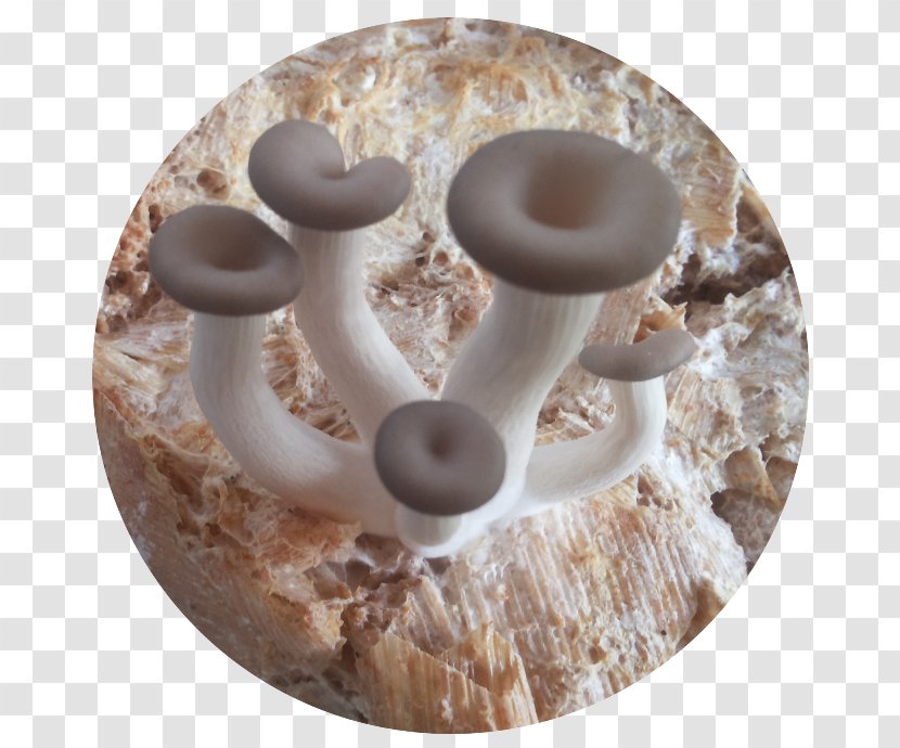 Oyster Mushroom Pleurotus Citrinopileatus Maize - Food Transparent PNG