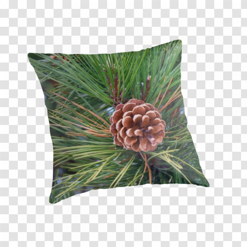 Tree Conifers Pine Evergreen Cushion - Cone Transparent PNG