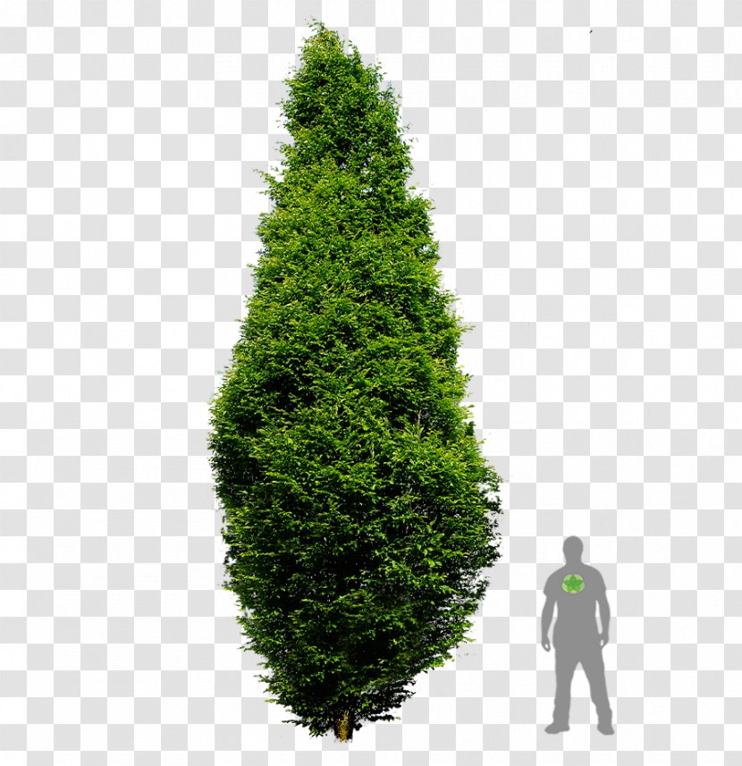 Spruce European Hornbeam Pine English Yew Arborvitae - Column - Tree Transparent PNG