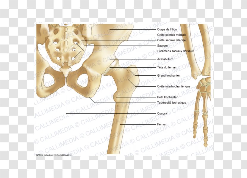 Pelvis Hip Bone Anatomy - Heart - Abdomen Transparent PNG