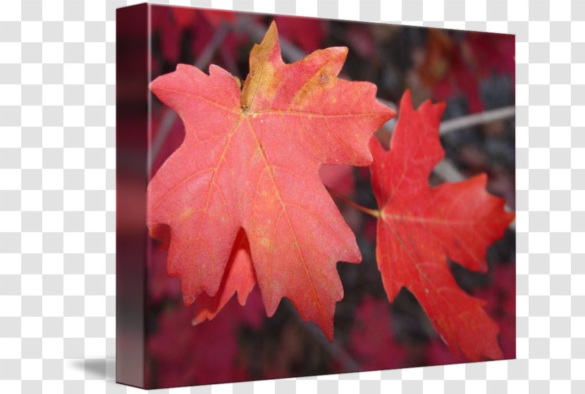 Maple Leaf - Red Leaves Transparent PNG