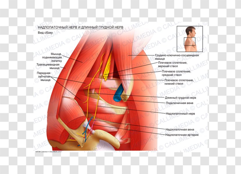 Thumb Long Thoracic Nerve Suprascapular Brachial Plexus - Flower - Arm Transparent PNG