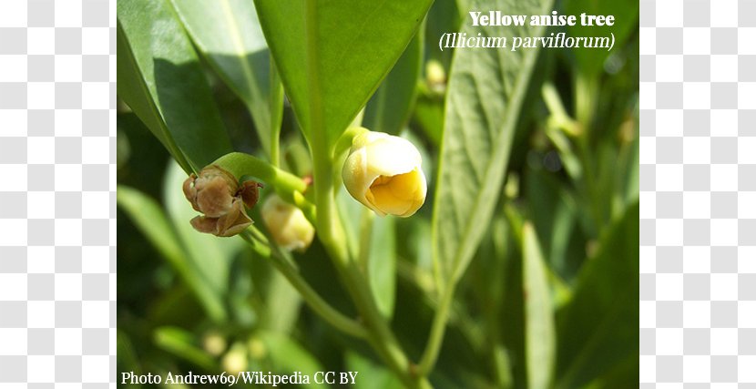 Illicium Floridanum Parviflorum Flower Plant Star Anise - Herb Transparent PNG